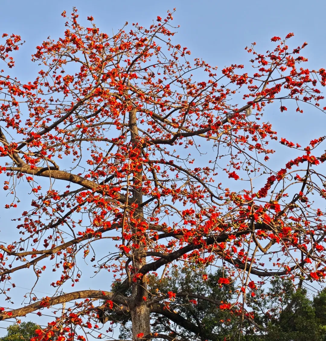 園區(qū)美景 | T.I.T智慧園春日賞游季-不負(fù)春光 紅棉綻放